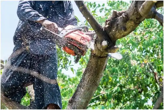 tree services Edenburg